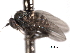  ( - CNC DIPTERA 192170)  @13 [ ] CreativeCommons - Attribution (2012) CNC/CBG Photography Group Centre for Biodiversity Genomics