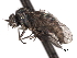  ( - CNC DIPTERA 192177)  @13 [ ] CreativeCommons - Attribution (2012) CNC/CBG Photography Group Centre for Biodiversity Genomics