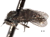  ( - CNC DIPTERA 192178)  @12 [ ] CreativeCommons - Attribution (2012) CNC/CBG Photography Group Centre for Biodiversity Genomics
