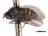  ( - CNC DIPTERA 192179)  @12 [ ] CreativeCommons - Attribution (2012) CNC/CBG Photography Group Centre for Biodiversity Genomics
