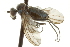  ( - CNC DIPTERA 163026)  @12 [ ] CreativeCommons - Attribution (2012) CNC/CBG Photography Group Centre for Biodiversity Genomics