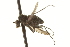  (Paraphrosylus wirthi - CNC DIPTERA 163031)  @11 [ ] CreativeCommons - Attribution (2012) CNC/CBG Photography Group Centre for Biodiversity Genomics