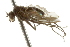  ( - CNC DIPTERA 163032)  @11 [ ] CreativeCommons - Attribution (2012) CNC/CBG Photography Group Centre for Biodiversity Genomics