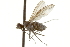  ( - CNC DIPTERA 163033)  @11 [ ] CreativeCommons - Attribution (2012) CNC/CBG Photography Group Centre for Biodiversity Genomics