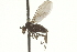  ( - CNC DIPTERA 163034)  @11 [ ] CreativeCommons - Attribution (2012) CNC/CBG Photography Group Centre for Biodiversity Genomics