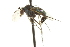  ( - CNC DIPTERA 163048)  @11 [ ] CreativeCommons - Attribution (2012) CNC/CBG Photography Group Centre for Biodiversity Genomics