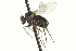  ( - CNC DIPTERA 163049)  @11 [ ] CreativeCommons - Attribution (2012) CNC/CBG Photography Group Centre for Biodiversity Genomics