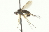  ( - CNC DIPTERA 163062)  @13 [ ] CreativeCommons - Attribution (2012) CNC/CBG Photography Group Centre for Biodiversity Genomics