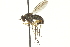  ( - CNC DIPTERA 163063)  @13 [ ] CreativeCommons - Attribution (2012) CNC/CBG Photography Group Centre for Biodiversity Genomics