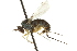  ( - CNC DIPTERA 163072)  @13 [ ] CreativeCommons - Attribution (2012) CNC/CBG Photography Group Centre for Biodiversity Genomics