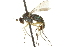  ( - CNC DIPTERA 163074)  @13 [ ] CreativeCommons - Attribution (2012) CNC/CBG Photography Group Centre for Biodiversity Genomics
