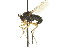  ( - CNC DIPTERA 163081)  @11 [ ] CreativeCommons - Attribution (2012) CNC/CBG Photography Group Centre for Biodiversity Genomics