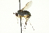  ( - CNC DIPTERA 163082)  @11 [ ] CreativeCommons - Attribution (2012) CNC/CBG Photography Group Centre for Biodiversity Genomics