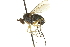  ( - CNC DIPTERA 163083)  @11 [ ] CreativeCommons - Attribution (2012) CNC/CBG Photography Group Centre for Biodiversity Genomics