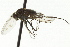  ( - CNC DIPTERA 163098)  @12 [ ] CreativeCommons - Attribution (2012) CNC/CBG Photography Group Centre for Biodiversity Genomics