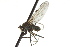  ( - CNC DIPTERA 163101)  @12 [ ] CreativeCommons - Attribution (2012) CNC/CBG Photography Group Centre for Biodiversity Genomics
