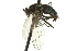 ( - CNC DIPTERA 163102)  @13 [ ] CreativeCommons - Attribution (2012) CNC/CBG Photography Group Centre for Biodiversity Genomics