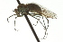  ( - CNC DIPTERA 163104)  @13 [ ] CreativeCommons - Attribution (2012) CNC/CBG Photography Group Centre for Biodiversity Genomics