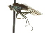  ( - CNC DIPTERA 163106)  @13 [ ] CreativeCommons - Attribution (2012) CNC/CBG Photography Group Centre for Biodiversity Genomics