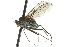  ( - CNC DIPTERA 163107)  @13 [ ] CreativeCommons - Attribution (2012) CNC/CBG Photography Group Centre for Biodiversity Genomics