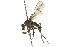  ( - CNC DIPTERA 163110)  @13 [ ] CreativeCommons - Attribution (2012) CNC/CBG Photography Group Centre for Biodiversity Genomics