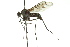  ( - CNC DIPTERA 163119)  @12 [ ] CreativeCommons - Attribution (2012) CNC/CBG Photography Group Centre for Biodiversity Genomics