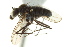  (Cymatopus sp. 1 - CNC DIPTERA 163131)  @11 [ ] CreativeCommons - Attribution (2012) CNC/CBG Photography Group Centre for Biodiversity Genomics