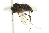  ( - CNC DIPTERA 163133)  @11 [ ] CreativeCommons - Attribution (2012) CNC/CBG Photography Group Centre for Biodiversity Genomics