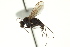  ( - CNC DIPTERA 163135)  @11 [ ] CreativeCommons - Attribution (2012) CNC/CBG Photography Group Centre for Biodiversity Genomics