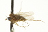  ( - CNC DIPTERA 163138)  @11 [ ] CreativeCommons - Attribution (2012) CNC/CBG Photography Group Centre for Biodiversity Genomics