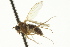  ( - CNC DIPTERA 163139)  @11 [ ] CreativeCommons - Attribution (2012) CNC/CBG Photography Group Centre for Biodiversity Genomics