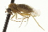  ( - CNC DIPTERA 163140)  @11 [ ] CreativeCommons - Attribution (2012) CNC/CBG Photography Group Centre for Biodiversity Genomics