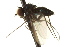  ( - CNC DIPTERA 163195)  @11 [ ] CreativeCommons - Attribution (2012) CNC/CBG Photography Group Centre for Biodiversity Genomics