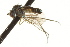  ( - CNC DIPTERA 163201)  @11 [ ] CreativeCommons - Attribution (2012) CNC/CBG Photography Group Centre for Biodiversity Genomics