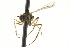  ( - CNC DIPTERA 163202)  @12 [ ] CreativeCommons - Attribution (2012) CNC/CBG Photography Group Centre for Biodiversity Genomics