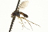  ( - CNC DIPTERA 163204)  @11 [ ] CreativeCommons - Attribution (2012) CNC/CBG Photography Group Centre for Biodiversity Genomics