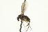  ( - CNC DIPTERA 163205)  @11 [ ] CreativeCommons - Attribution (2012) CNC/CBG Photography Group Centre for Biodiversity Genomics
