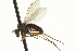  ( - CNC DIPTERA 163212)  @12 [ ] CreativeCommons - Attribution (2012) CNC/CBG Photography Group Centre for Biodiversity Genomics