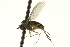  ( - CNC DIPTERA 163215)  @11 [ ] CreativeCommons - Attribution (2012) CNC/CBG Photography Group Centre for Biodiversity Genomics