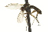  ( - CNC DIPTERA 163222)  @11 [ ] CreativeCommons - Attribution (2012) CNC/CBG Photography Group Centre for Biodiversity Genomics