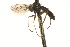 ( - CNC DIPTERA 163223)  @11 [ ] CreativeCommons - Attribution (2012) CNC/CBG Photography Group Centre for Biodiversity Genomics