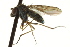  ( - CNC DIPTERA 163224)  @13 [ ] CreativeCommons - Attribution (2012) CNC/CBG Photography Group Centre for Biodiversity Genomics