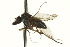  ( - CNC DIPTERA 163225)  @11 [ ] CreativeCommons - Attribution (2012) CNC/CBG Photography Group Centre for Biodiversity Genomics