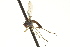  ( - CNC DIPTERA 163443)  @12 [ ] CreativeCommons - Attribution (2012) CNC/CBG Photography Group Centre for Biodiversity Genomics