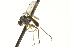  ( - CNC DIPTERA 163444)  @13 [ ] CreativeCommons - Attribution (2012) CNC/CBG Photography Group Centre for Biodiversity Genomics