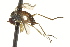  ( - CNC DIPTERA 163445)  @13 [ ] CreativeCommons - Attribution (2012) CNC/CBG Photography Group Centre for Biodiversity Genomics