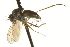  ( - CNC DIPTERA 163447)  @12 [ ] CreativeCommons - Attribution (2012) CNC/CBG Photography Group Centre for Biodiversity Genomics