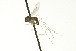 ( - CNC DIPTERA 163452)  @13 [ ] CreativeCommons - Attribution (2012) CNC/CBG Photography Group Centre for Biodiversity Genomics