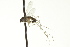  ( - CNC DIPTERA 163453)  @13 [ ] CreativeCommons - Attribution (2012) CNC/CBG Photography Group Centre for Biodiversity Genomics