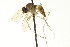  ( - CNC DIPTERA 163455)  @13 [ ] CreativeCommons - Attribution (2012) CNC/CBG Photography Group Centre for Biodiversity Genomics